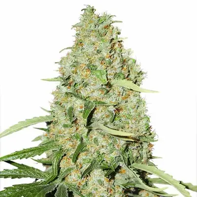 Auto Think Fast cannabis seeds by Dutch Passion