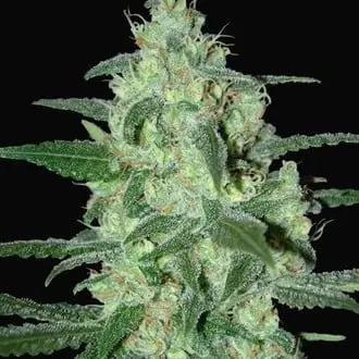 Auto Thunder Bloody Mary cannabis seeds