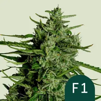 Auto Titan F1 cannabis seeds