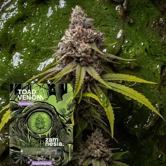 Auto Toad Venom cannabis seeds by Zamnesia Seeds