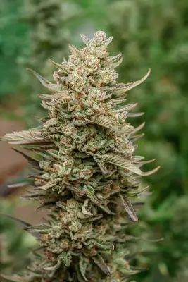 Auto Top Gun cannabis seeds