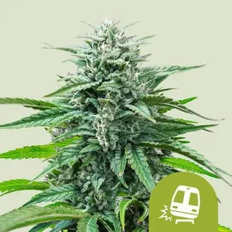 Auto Trainwreck cannabis seeds by Royal Queen Seeds