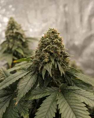 Auto Trans Siberian cannabis seeds