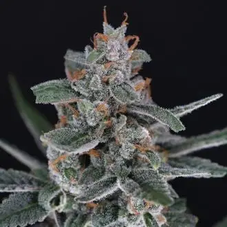 Auto Tri-Whip Kush cannabis seeds by Pure Instinto