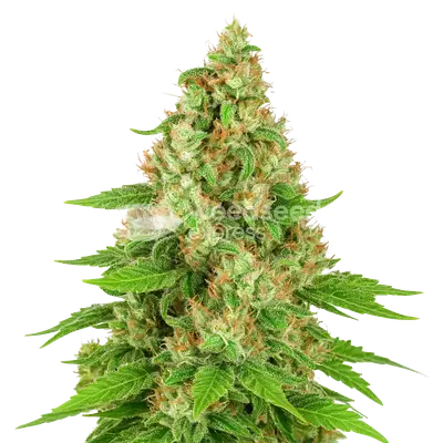 Auto Triangle Kush cannabis seeds