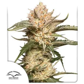 Auto Trichome & Cream cannabis seeds by Dutch Passion
