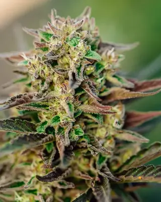 Auto TriCross cannabis seeds