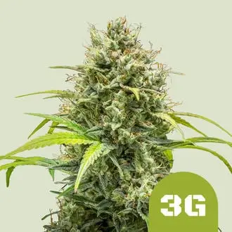 Auto Triple G cannabis seeds by Royal Queen Seeds