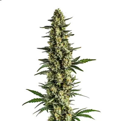 Auto Triple XL cannabis seeds