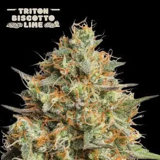 Auto Triton Biscotto Lime cannabis seeds