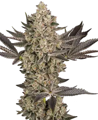 Auto Tropical Butter Sauce cannabis seeds