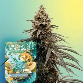 Auto Tropical Mintz OG F1 cannabis seeds