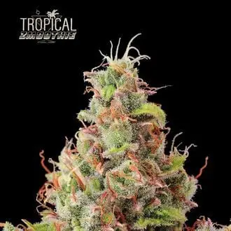 Auto Tropical Zmoothie cannabis seeds