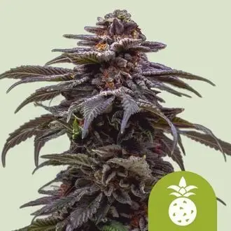 Auto Tropicana Cookies Purple cannabis seeds