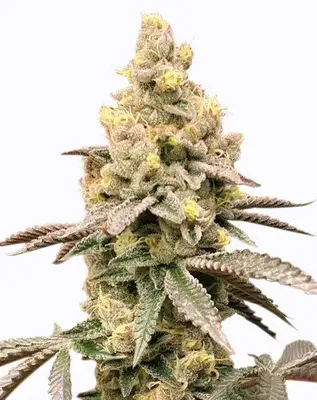 Auto Tropicana Cookies cannabis seeds