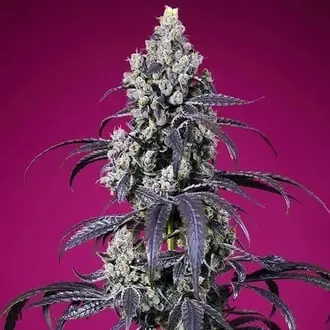 Auto Tropicanna Cherry XL cannabis seeds