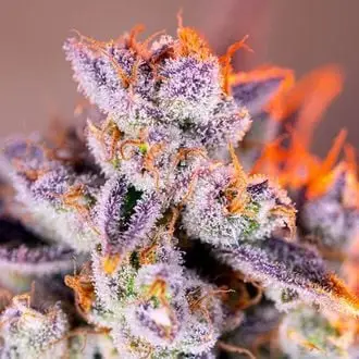Auto Tropicanna Poison XL cannabis seeds