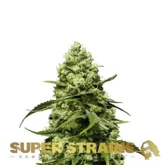 Auto Turing cannabis seeds by Super Strains