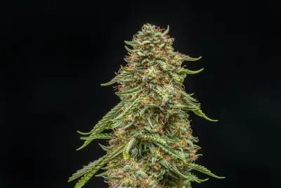 Auto Turtle Taffy cannabis seeds