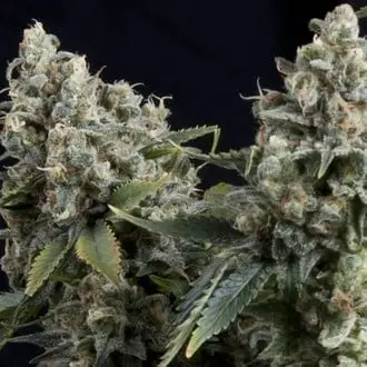 Auto Tutankhamon cannabis seeds by Pyramid Seeds