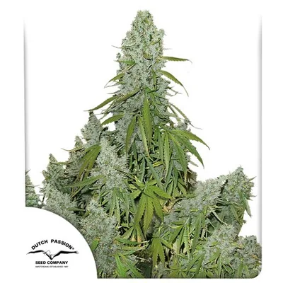 Auto Ultimate cannabis seeds