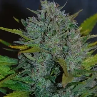 Auto Ultraviolet cannabis seeds by Samsara Seeds
