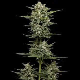 Auto Vanilla Latte cannabis seeds