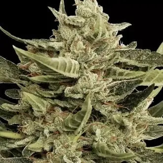 Auto Vertigo cannabis seeds by Paradise Seeds