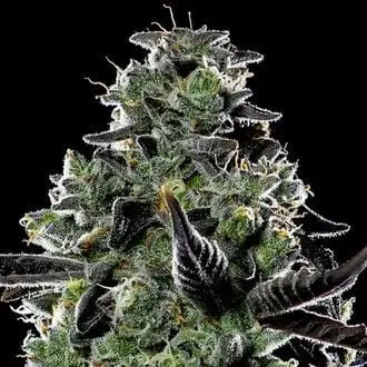 Auto Violet Face cannabis seeds by Anesia Seeds