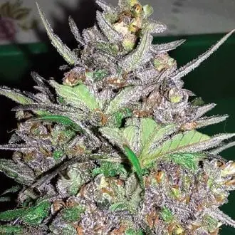 Auto Violet Kush cannabis seeds by Garden of Green