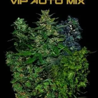 Auto VIP Auto Mix cannabis seeds