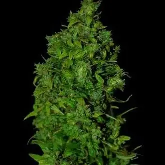 Auto VIP Dwarf cannabis seeds by VIP Seeds