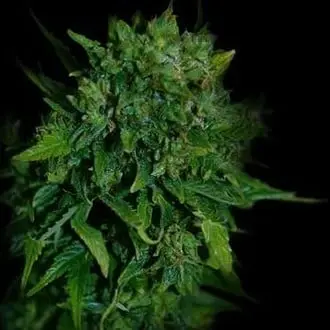 Auto VIP cannabis seeds by VIP Seeds