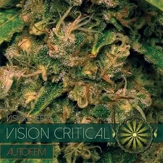 Auto Vision Critical cannabis seeds by Vision Seeds