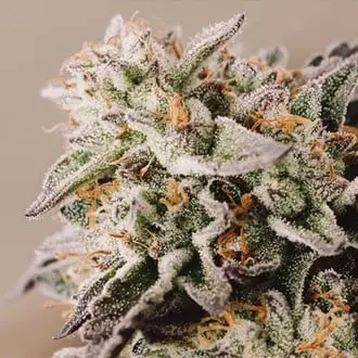 Auto Vision Gelato cannabis seeds by Vision Seeds