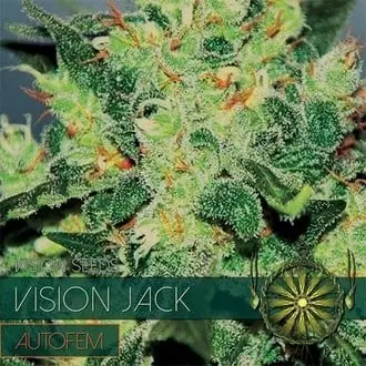 Auto Vision Jack cannabis seeds by Vision Seeds
