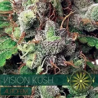 Auto Vision Kush cannabis seeds by Vision Seeds