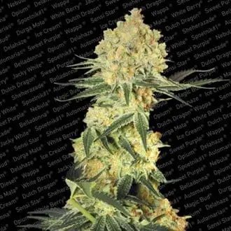 Auto Wappa cannabis seeds by Paradise Seeds