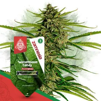 Auto Watermelon Candy F1 cannabis seeds by Zamnesia Seeds