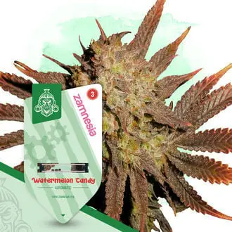 Auto Watermelon Candy cannabis seeds by Zamnesia Seeds