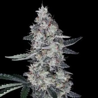 Auto Watermelon Man cannabis seeds by DNA Genetics