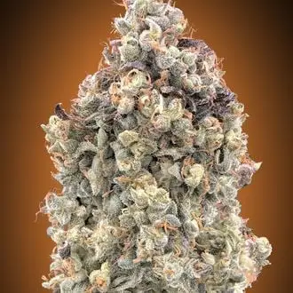 Auto Watermelon OG cannabis seeds