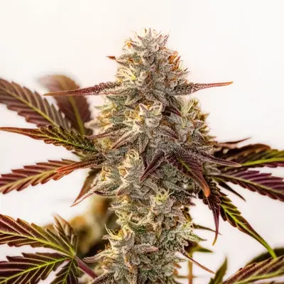 Auto Watermelon Zkittlez cannabis seeds