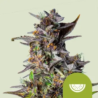 Auto Watermelon cannabis seeds by Royal Queen Seeds