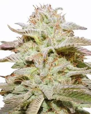 Auto Wedding Cake cannabis seeds