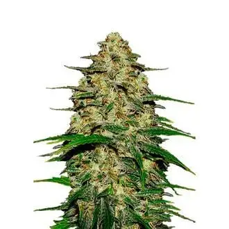 Auto Wedding Cheesecake cannabis seeds
