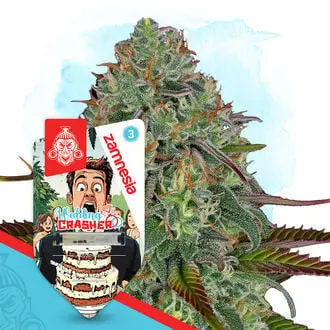 Auto Wedding Crasher cannabis seeds by Zamnesia Seeds