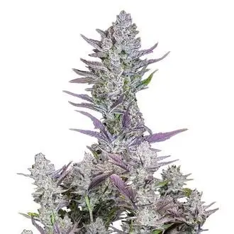Auto Wedding Glue cannabis seeds by Fastbuds