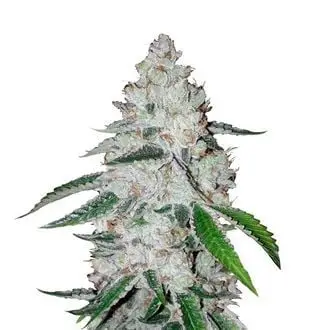Auto West Coast O.G. cannabis seeds by Fastbuds