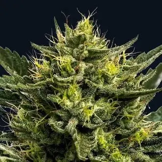Auto Wham Boom cannabis seeds